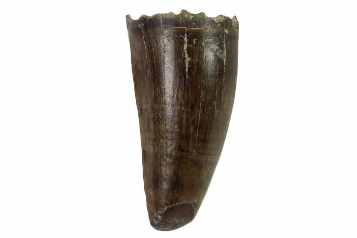 Cretaceous Crocodilian Tooth - Hell Creek Formation #97579